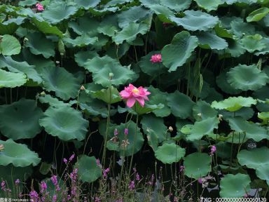 水仙花中毒的症状是什么？水仙花是哪个季节开的？