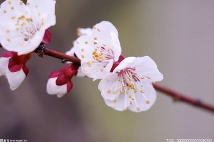 白蔷薇的形态特征是什么？白蔷薇的繁殖方式是什么？ 