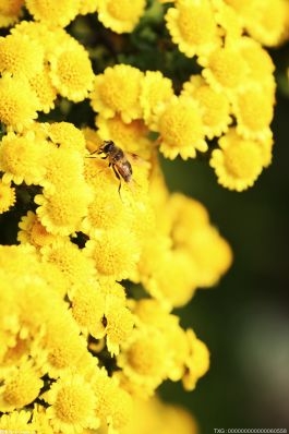 菊花的种类有哪些？菊花的分布范围有哪些？ 