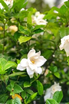 白色翠菊是什么？白色翠菊的生长习性是什么？