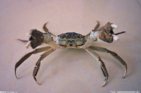 懷孕的時候能吃螃蟹嗎？哺乳期吃螃蟹對嬰兒會不會有影響？