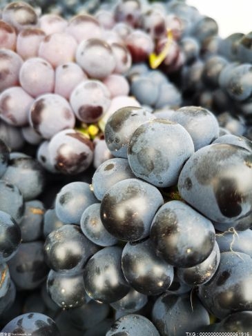 葡萄怎么保存？葡萄有哪些药用价值？