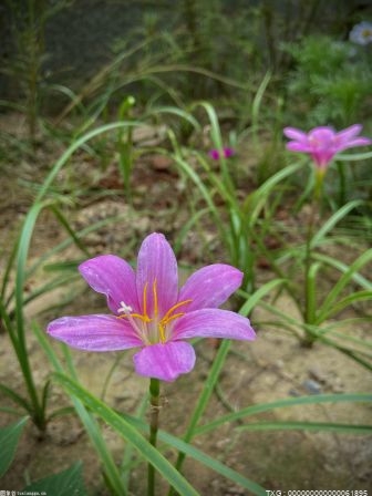 密蒙花的生理特性是什么？密蒙花的入药部位是哪里？ 