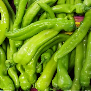 青椒是菌类吗？青椒的营养价值与功效是什么？