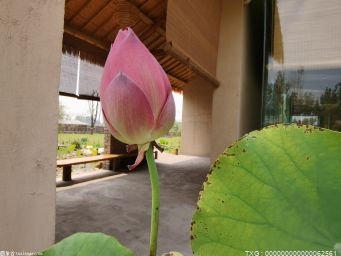 并蒂莲花的形态特征是什么？并蒂莲花怎么栽培？ 