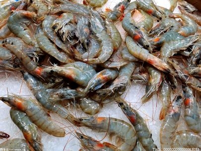 河虾有什么营养价值  虾建议多久吃一次 三种人不宜吃虾？