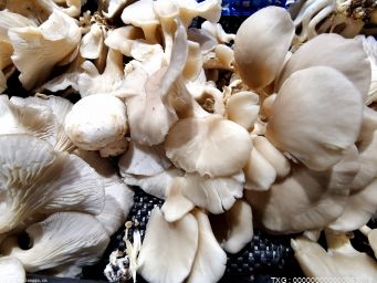 保存蘑菇的最佳方法介绍 买回来的新鲜蘑菇可以晒干保存吗？