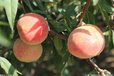 桃子的热量有多少？ 桃子有哪些功效与作用？